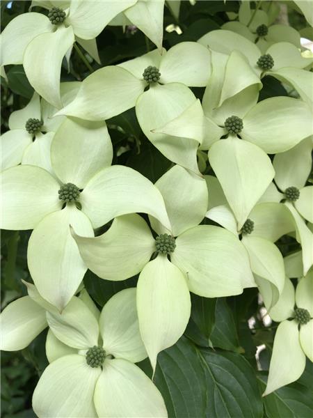 A close-up of the simply gorgeous Korean Dogwood.