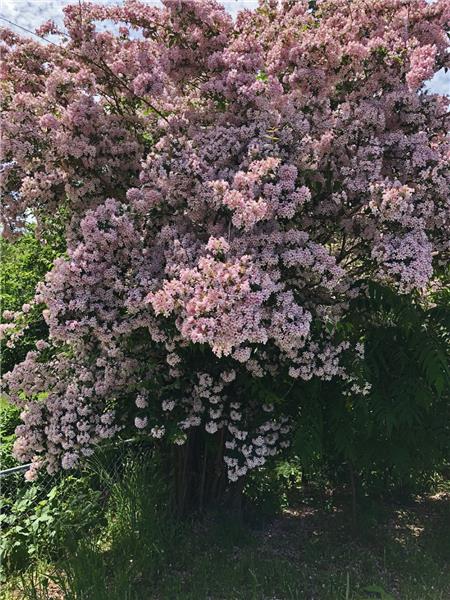 A closer shot of the Pink Weigela, the largest we've ever seen! And happy!!!