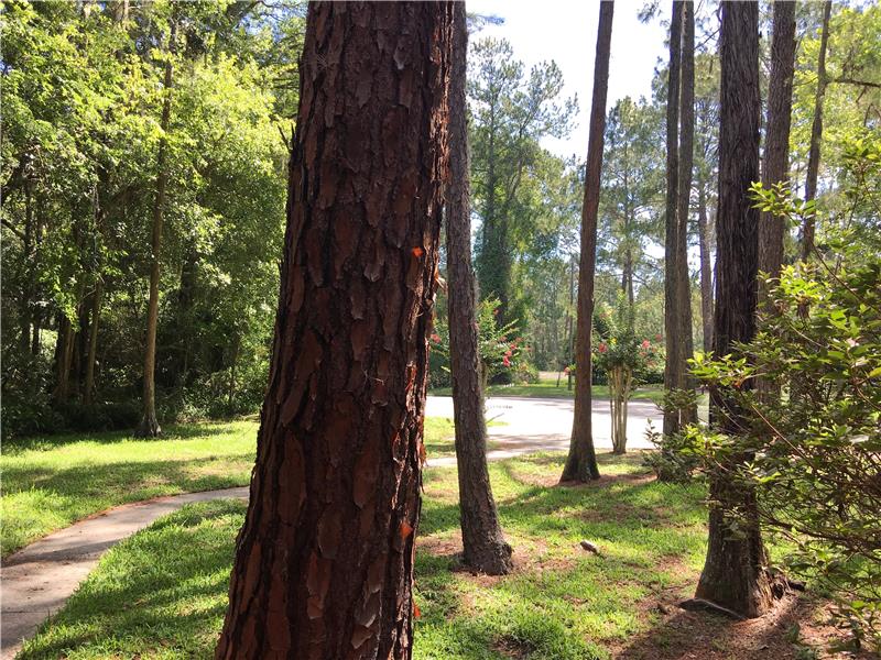 View from Front Porch