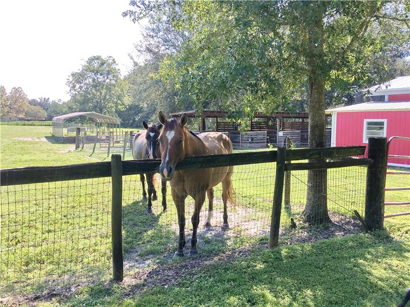 Bring Your Horses