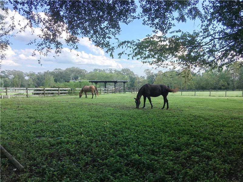 South Pasture with Run In Shed