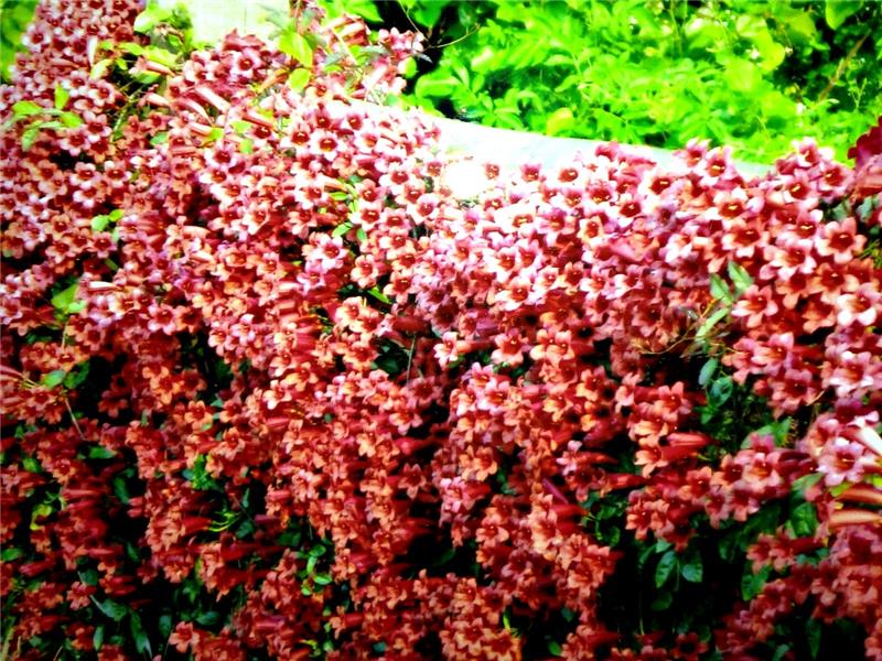 Spring flowers drip from vine-covered fencing
