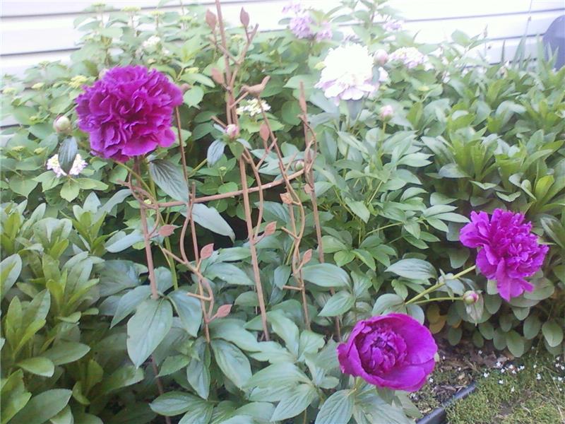 Spring flowers at patio