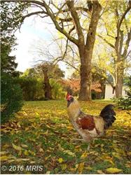 Primary listing photos for listing ID 443570