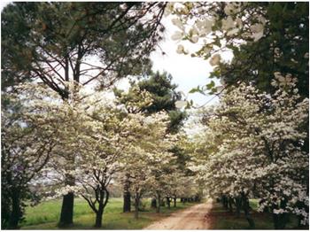 Primary listing photos for listing ID 443951