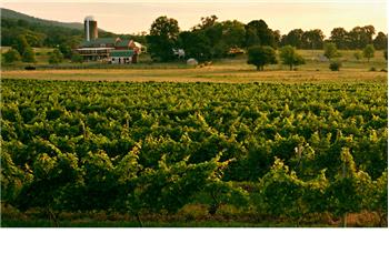 Primary listing photos for listing ID 446719