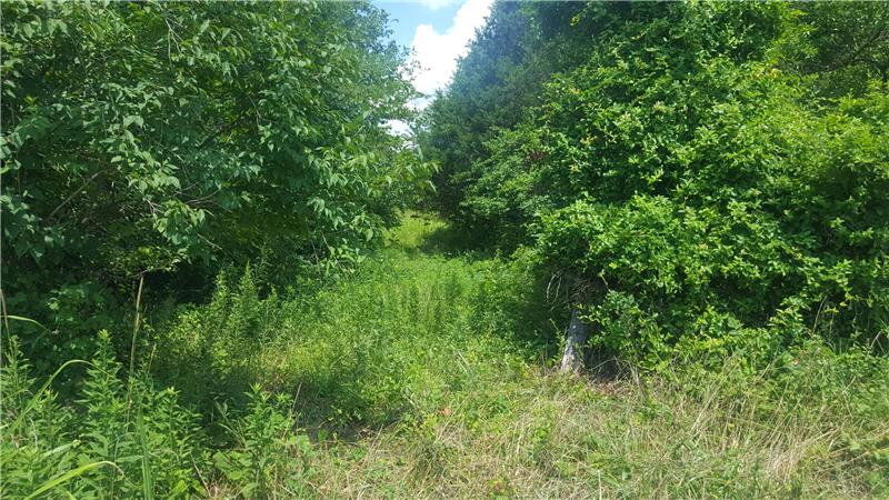 Access to 4 acre tract from near shed
