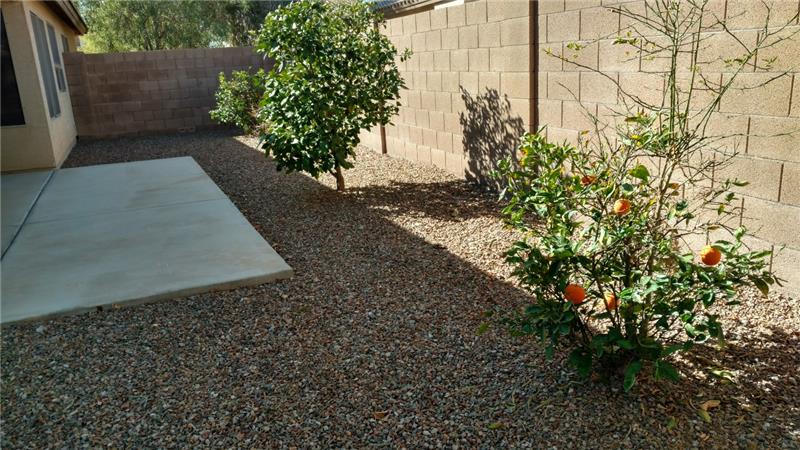 Citrus trees