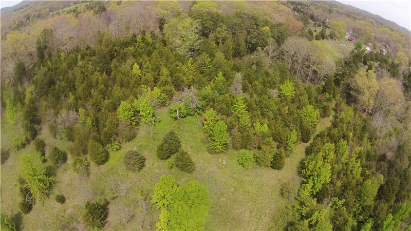 Trees Around Perimeter