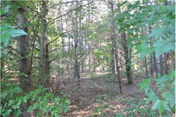 Primary listing photos for listing ID 513886