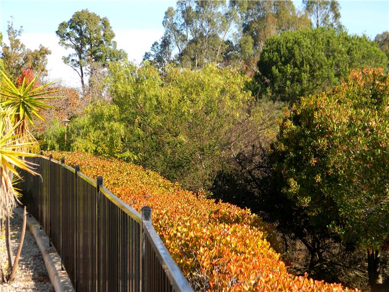 Over the fence. Beautiful vegetation!