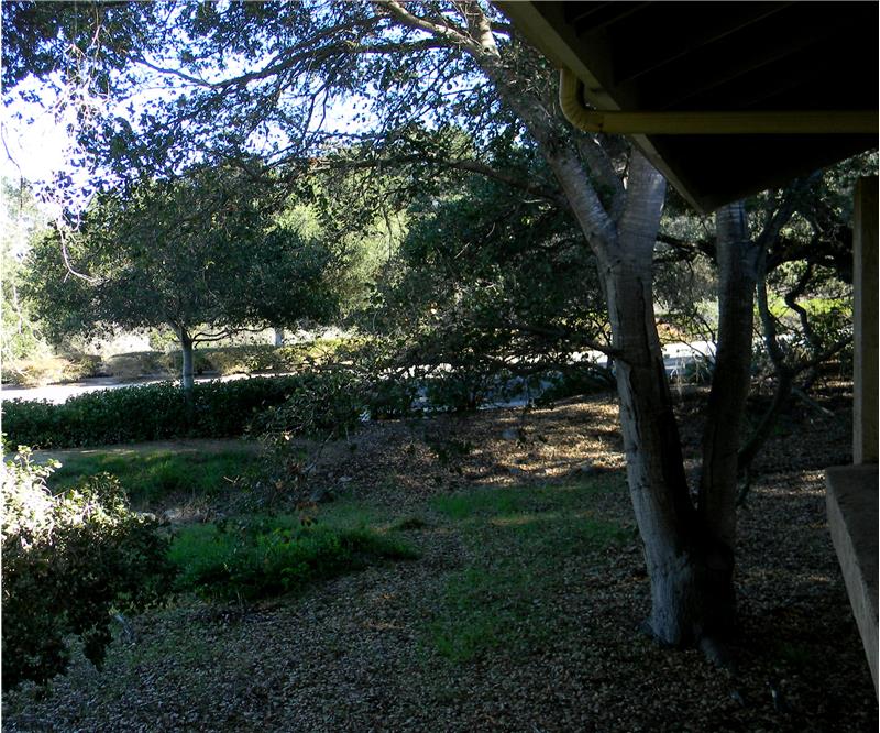 Woods off the deck area