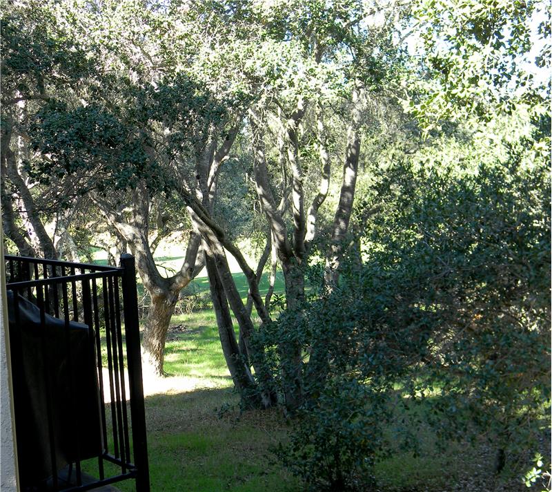 Peek of the golf course beyond the trees