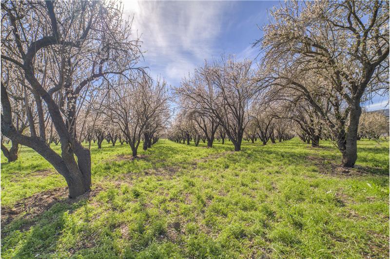 Approx 8 Acres of older Almond Trees