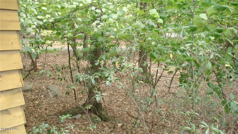 Lots of Ground Clover