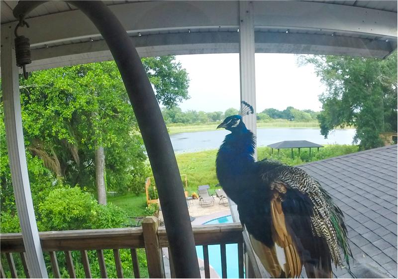 View from Master Suite