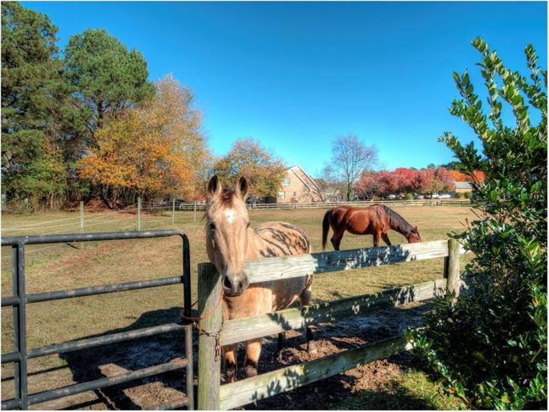 Even a Home for Your Equine Baby Homes for Sale near Apex, Cary, Holly Springs and Raleigh NC