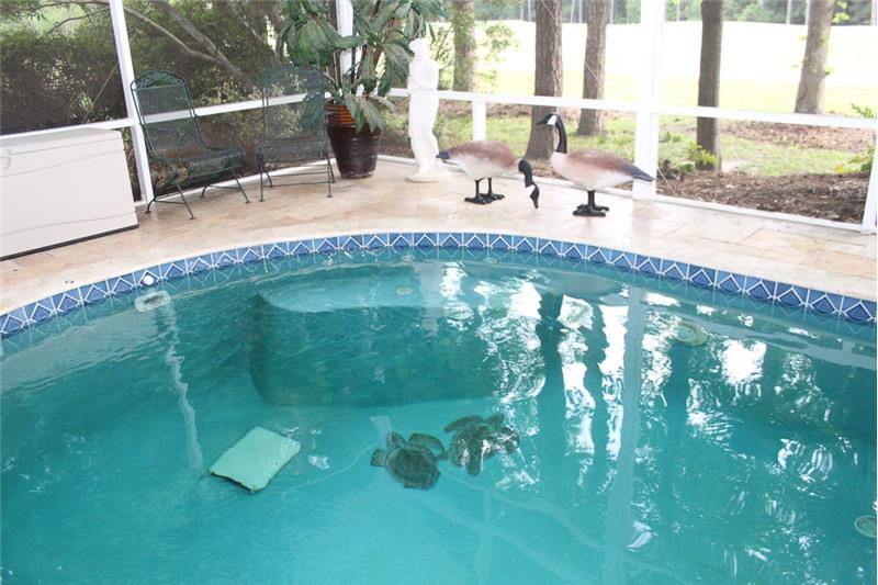 The special sea turtle sculptures add interest to the pool bottom.