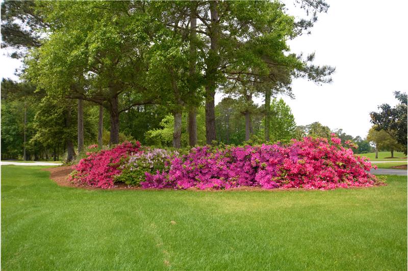 Azaleas blooming in the spring time!