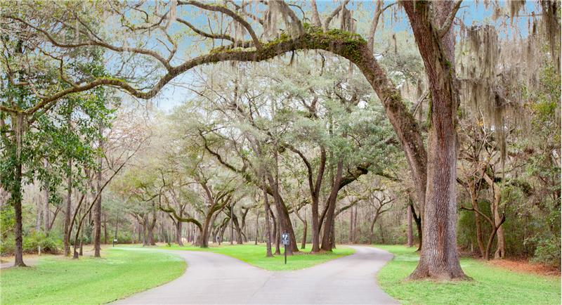 Winding road lined with moss draped oaks.