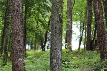 Primary listing photos for listing ID 446240