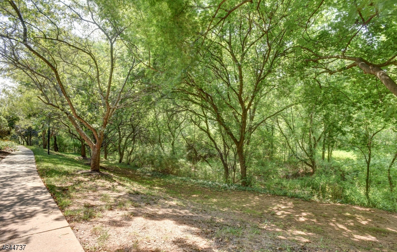 Wooded view from condo