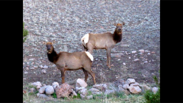 Meet a few of your guests who frequent your 10 acres!