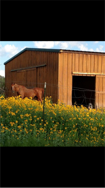 6 Stall Breezeway Barn