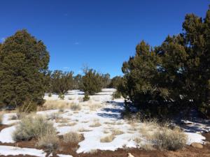 Land to BUILD- To the west you have Storage, Horse Shelter, Hay Shed with water and electric!