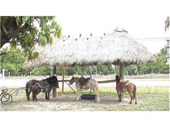 Primary listing photos for listing ID 461814