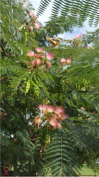 Mimosa Tree in Front Yard
