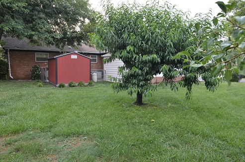 Large backyard, perfect for entertaining guests! A variety of fruit trees are seen in the backyard.