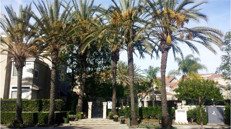 Beautiful palm trees welcome you to the community.