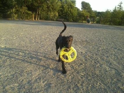Steps to the renowned local dog park