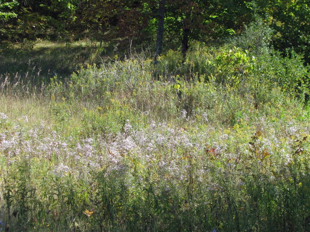 Native wildflowers in season, changing with the seasons.
