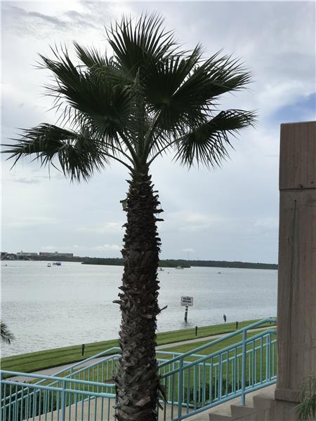 The tropical palm tree