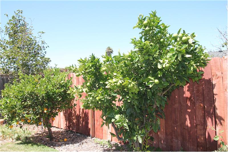 Producing Orange, Lemon and Fig Trees