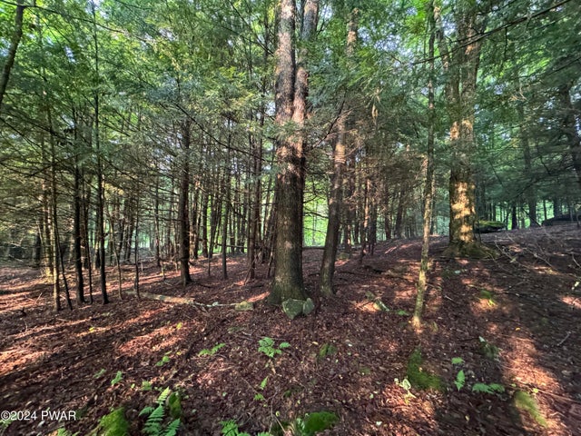 Wooded Interior View