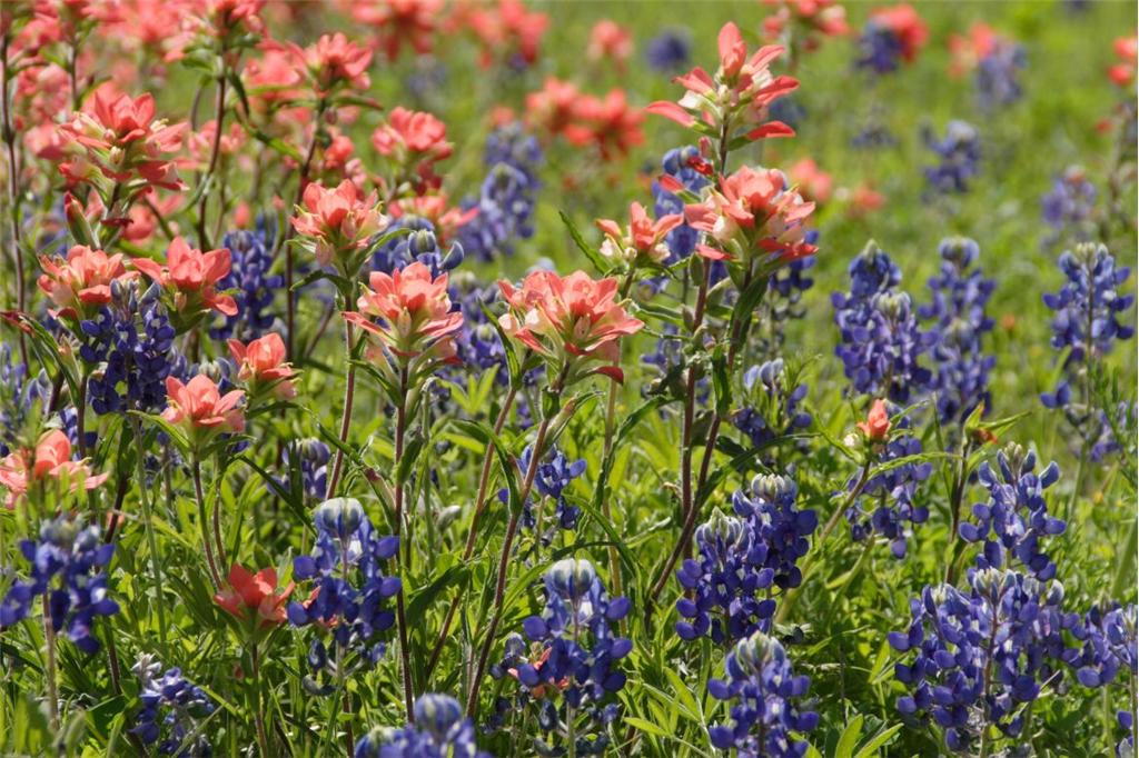 asian singles in flower mound Find women seeking men listings in dallas on oodle classifieds join millions of people using oodle to find great personal ads don't miss what's happening in your neighborhood. asian singles in flower mound Find women seeking men listings in dallas on oodle classifieds join millions of people using oodle to find great personal ads don't miss what's happening in your neighborhood.