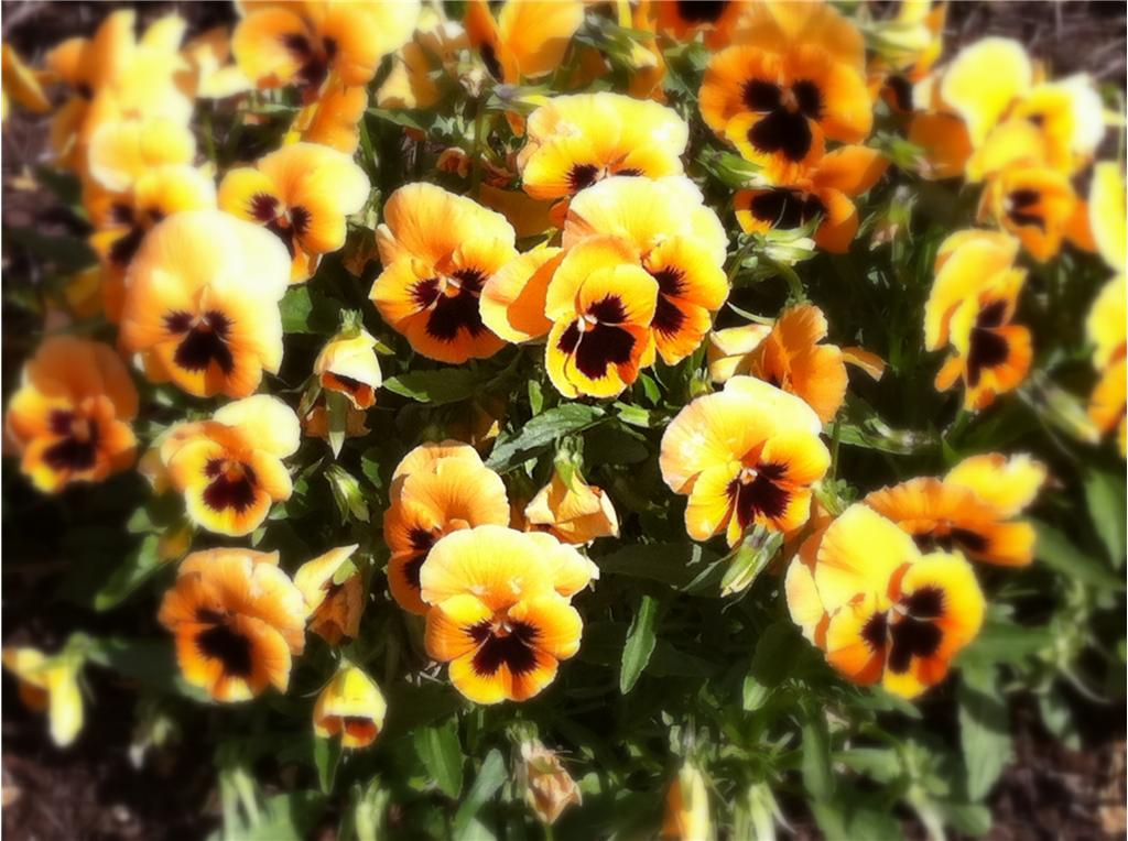 Background image for the property website design