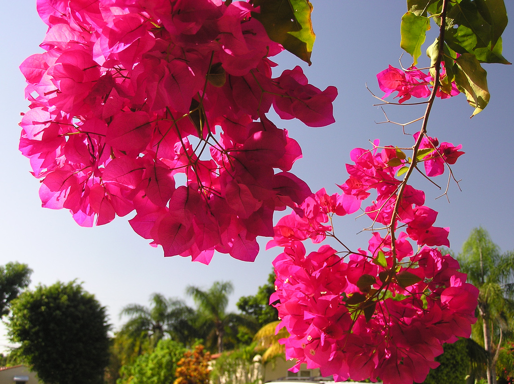 Background image for the property website design