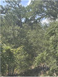 Lot 1541 Pahoiki Lane, Bastrop, TX